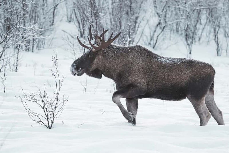 Rovaniemi: Full-Day Highlights Tour with Buffet Lunch - Buffet lunch keeps the schedule practical