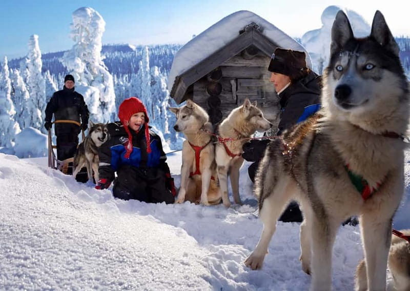 Rovaniemi: Full-Day Highlights Tour with Buffet Lunch - What $294 represents