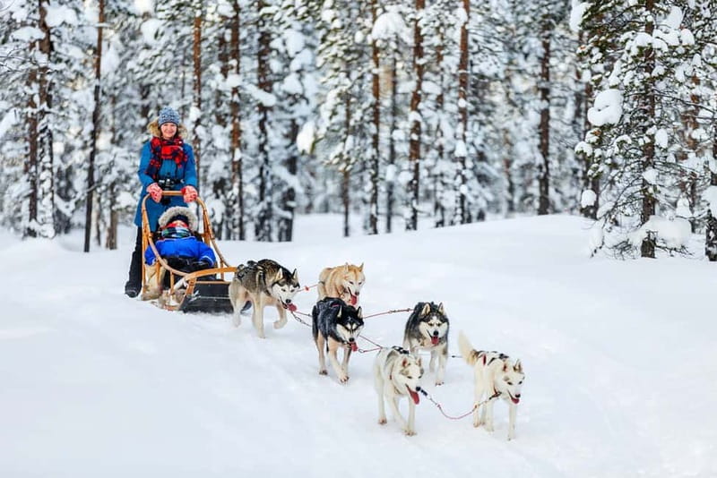 Rovaniemi: Full-Day Highlights Tour with Buffet Lunch - Who will enjoy this day most