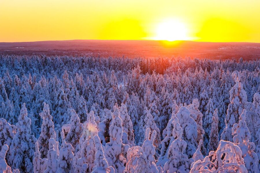 Rovaniemi: Guided Wilderness Snowmobile Ride - One hour through the frozen forest