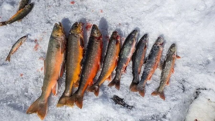 Rovaniemi: Half-Day Snowmobile & Ice Fishing Experience - The Lappish BBQ: salmon, bread, and blueberry juice