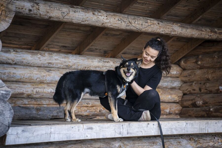 Rovaniemi: Hiking Experience with Lappish Dogs - How the two-and-a-half-hour outing works