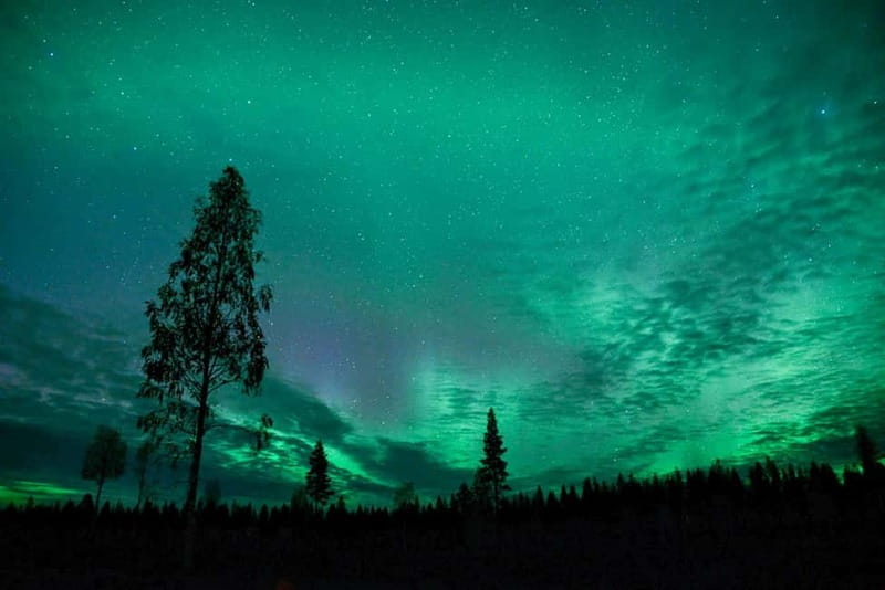 Rovaniemi: Horse Sleigh Ride under the Night Sky - A quiet way to search for the Northern Lights