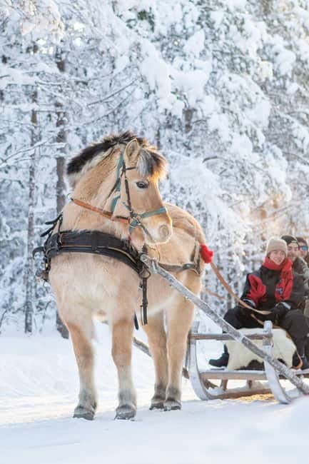 Rovaniemi: Horse Sleigh Ride under the Night Sky - Finn Horses and Northern Lights stories