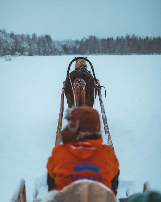 Rovaniemi: Horse Sleigh Ride under the Night Sky - Who will enjoy this most?