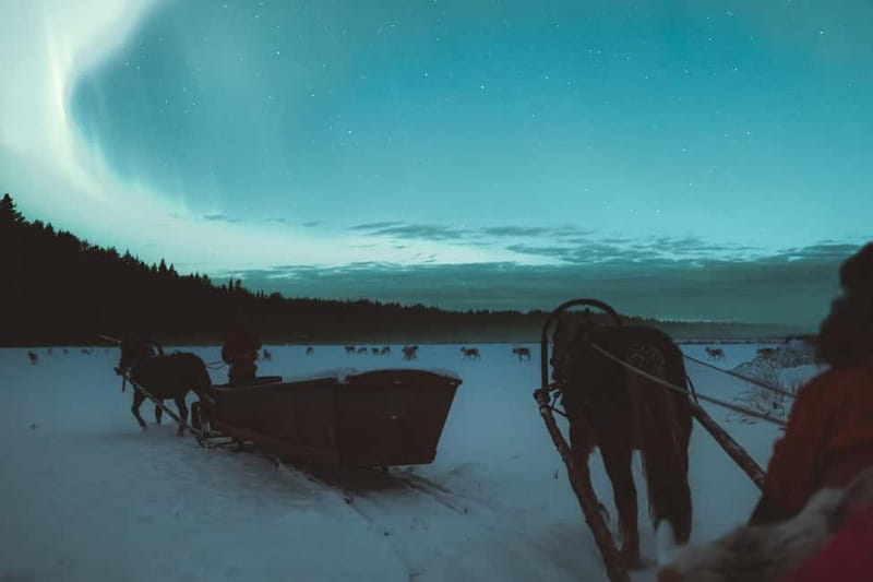 Rovaniemi: Horse Sleigh Ride under the Night Sky - Practical details that make the evening easier
