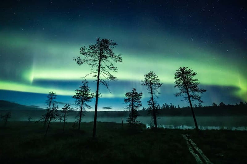 Rovaniemi: Horse Sleigh Ride under the Night Sky - The 3 km sleigh route through snowy woods