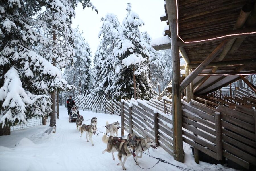 Rovaniemi: Husky and reindeer farm visit with sleigh rides - Meeting Lapland’s working animals