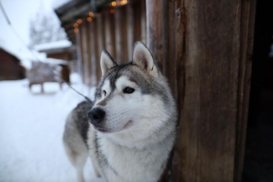 Rovaniemi: Husky and reindeer farm visit with sleigh rides - What changes before December 1