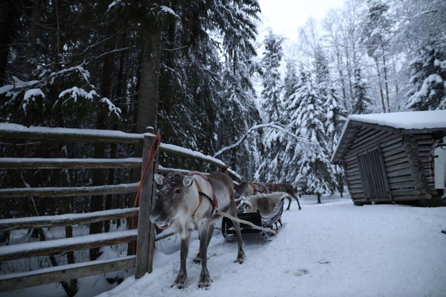 Rovaniemi: Husky and reindeer farm visit with sleigh rides - Clothing, drinks, and what to bring