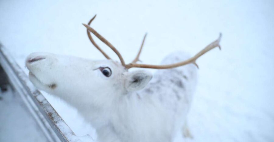 Rovaniemi: Husky and reindeer farm visit with sleigh rides - The husky park and the 1-kilometer ride