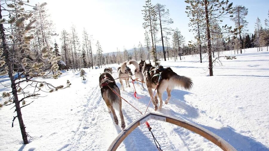 Rovaniemi: Husky and Reindeer farm with sleigh ride - Should you book this husky and reindeer tour?