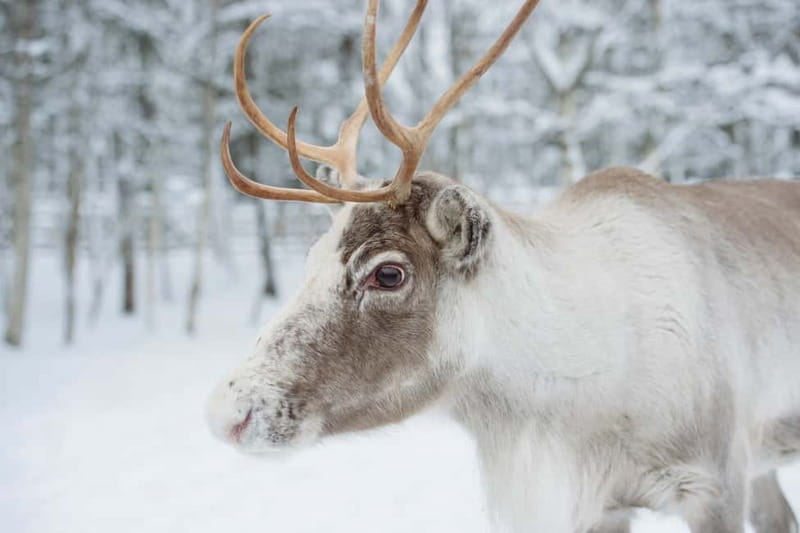 Rovaniemi: Husky Farm and Reindeer Experience - Is $185 good value?