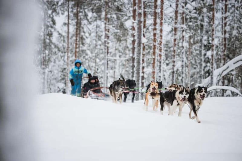 Rovaniemi: Husky Farm and Reindeer Experience - Starting at the right meeting point