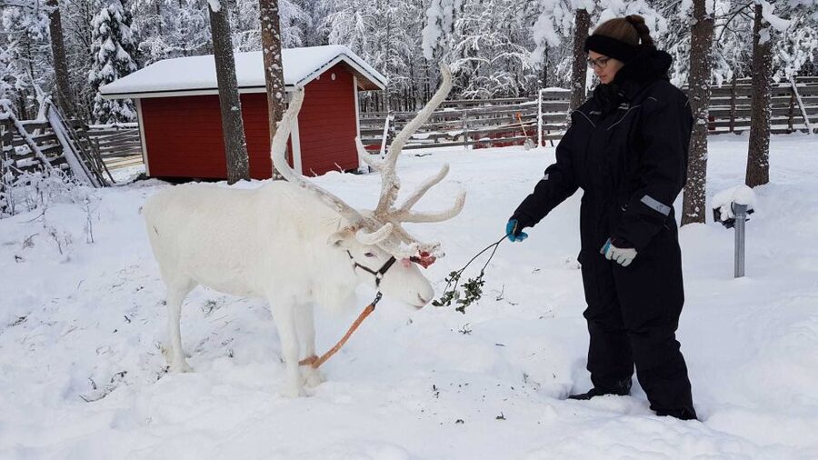 Rovaniemi: Husky Farm and Reindeer Experience - Getting to know the Alaskan huskies