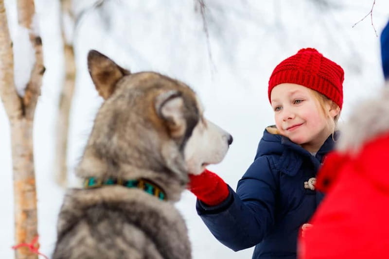 Rovaniemi: Husky Farm and Reindeer Experience - Food, fires, and the cold-weather rhythm