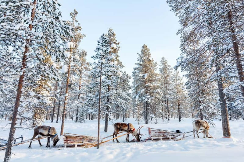 Rovaniemi: Husky Farm and Reindeer Experience - The guide can shape the whole day