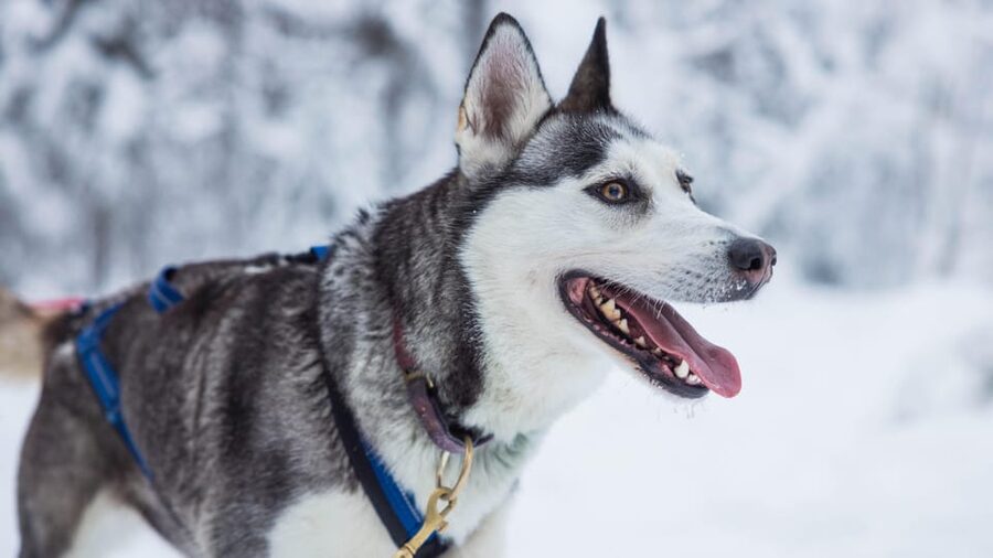 Rovaniemi: Husky Farm Visit with a Sledge Ride - Key points to know before you book