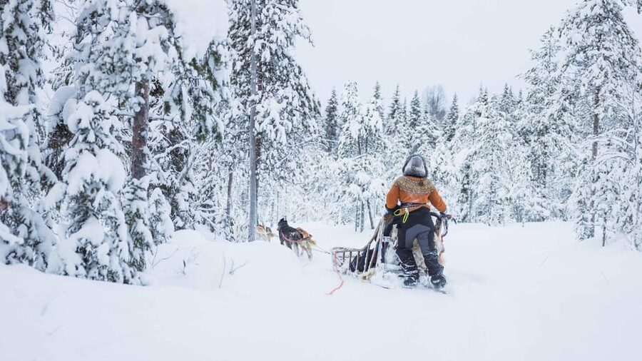Rovaniemi: Husky Farm Visit with a Sledge Ride - A short ride with a generous helping of husky time