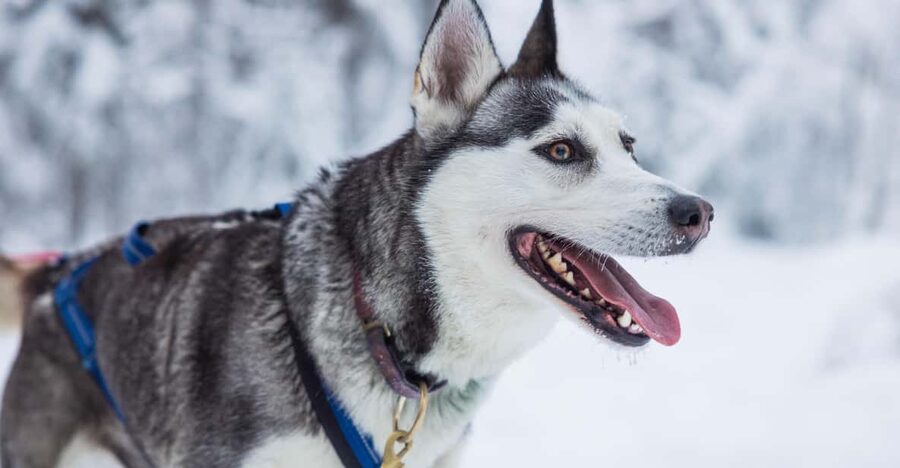 Rovaniemi: Husky Farm Visit with a Sledge Ride - A few practical ways to get more from the visit