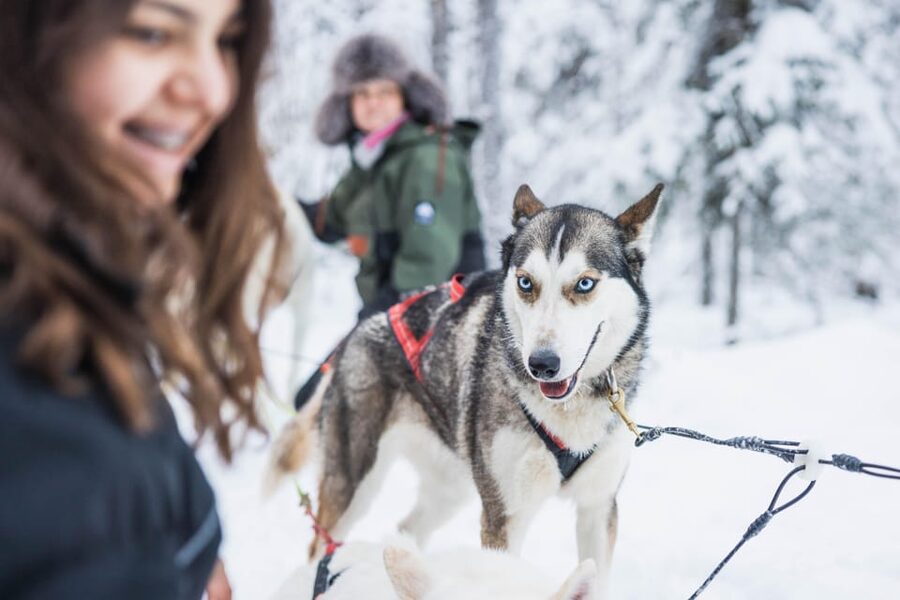 Rovaniemi: Husky Farm Visit with a Sledge Ride - Meeting the dogs inside the kennel