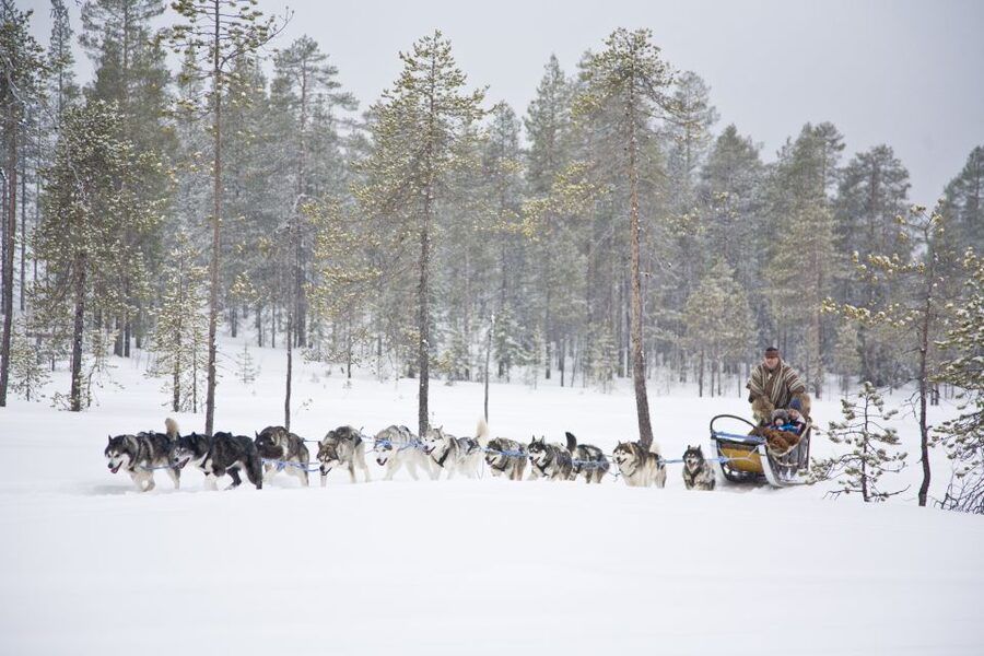 Rovaniemi: Husky & Reindeer Experience with Snowmobile Ride - How the guides shape the day