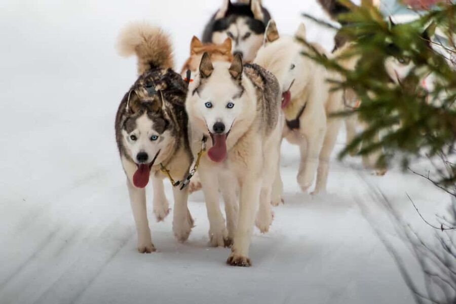 Rovaniemi: Husky Safari & Campfire BBQ – 6‑10 km Self‑Drive - Taking the reins on a 6 to 10 km husky run