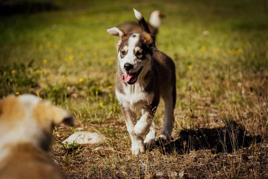 Rovaniemi: Husky Safari & Campfire BBQ – 6‑10 km Self‑Drive - Who should book this experience?
