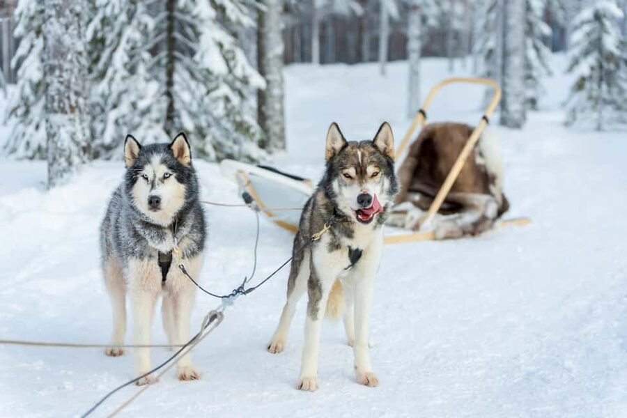 Rovaniemi: Husky Safari & Campfire BBQ – 6‑10 km Self‑Drive - Leaving Rovaniemi for the husky farm