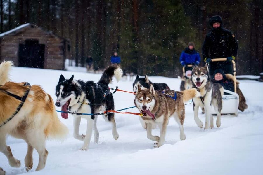 Rovaniemi: Husky Safari & Campfire BBQ – 6‑10 km Self‑Drive - Learning to drive a team of huskies