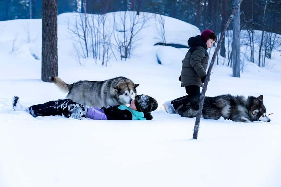 Rovaniemi: Husky Safari & Campfire BBQ – 6‑10 km Self‑Drive - Snowy forests, frozen lakes, and quiet Arctic views