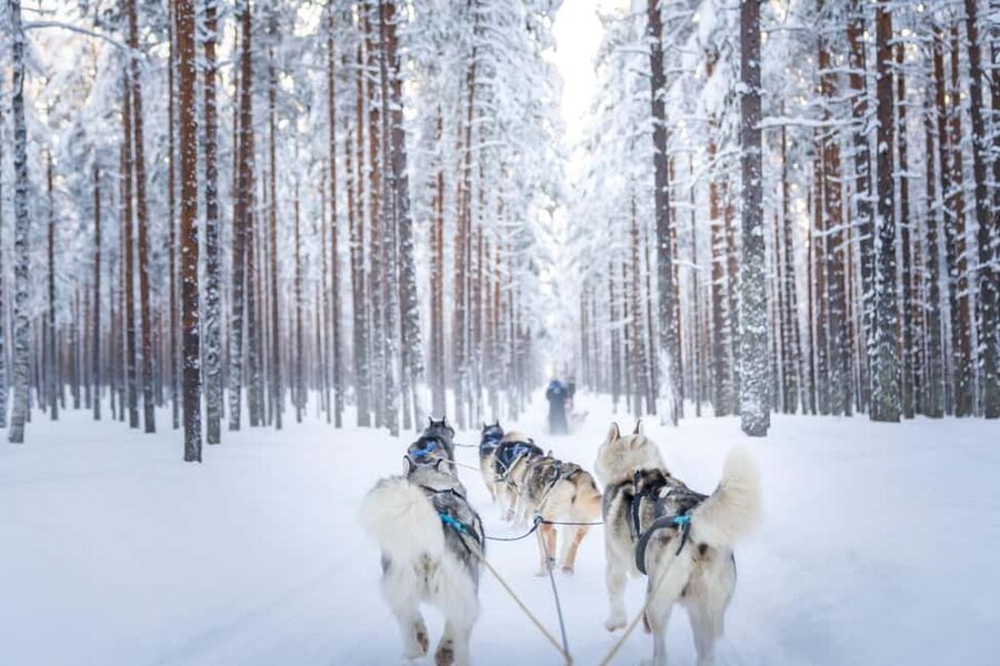 Rovaniemi: Husky Safari & Campfire BBQ – 6‑10 km Self‑Drive - Trading places and sharing the run