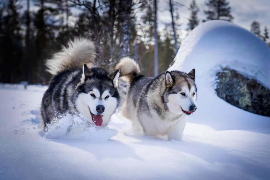 Rovaniemi: Husky Safari & Campfire BBQ – 6‑10 km Self‑Drive - Is $294 a fair price?