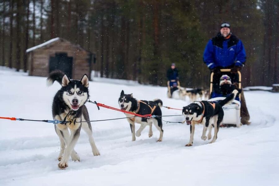 Rovaniemi: Husky Safari & Campfire BBQ – 6‑10 km Self‑Drive - My booking verdict
