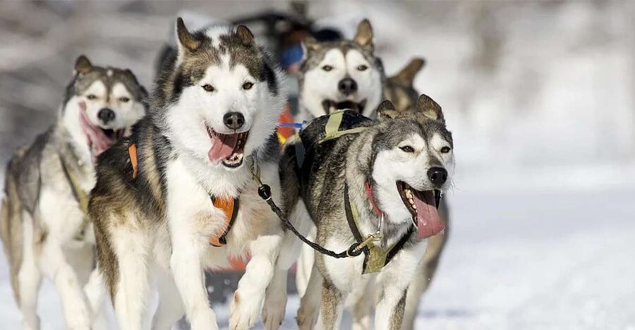 Rovaniemi: Husky Safari on a Snowy Trail - Leaving Rovaniemi for the husky farm
