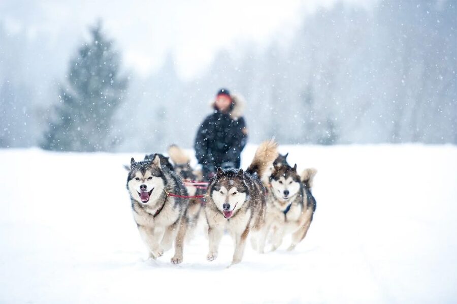 Rovaniemi: Husky Safari on a Snowy Trail - Meeting the working huskies