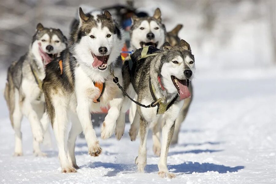 Rovaniemi: Husky Safari on a Snowy Trail - The 10-kilometer ride through Finnish snow