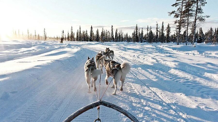 Rovaniemi: Husky Safari on a Snowy Trail - The farm visit after the ride