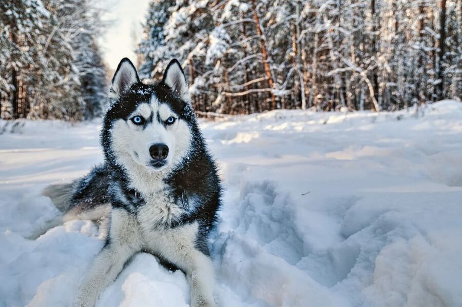 Rovaniemi: Husky Safari on a Snowy Trail - Learning to drive your own sled