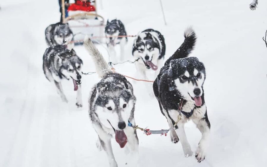 Rovaniemi: Husky Sled Ride and Farm Visit - Meeting the huskies outside Rovaniemi