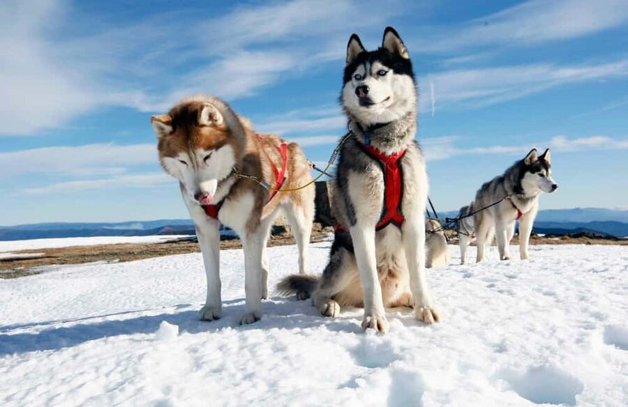 Rovaniemi: Husky Sled Ride and Farm Visit - Timing, transfers, and cold-weather planning