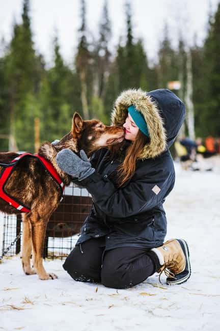 Rovaniemi: Husky Sled Ride and Farm Visit - Who will enjoy this short introduction