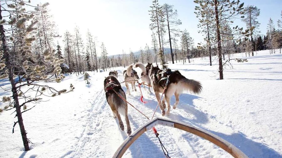Rovaniemi: Husky Sled Ride and Farm Visit - Should you book the Rovaniemi husky ride?