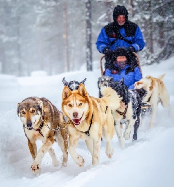 Rovaniemi: Husky Sled Ride and Farm Visit - Who should book this husky experience?