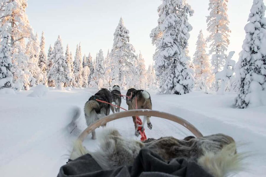Rovaniemi: Husky Sled Ride and Farm Visit - Meeting the huskies at the farm