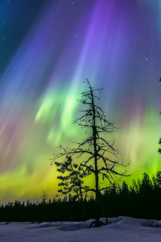 Rovaniemi: Ice Floating in Forest Lake with Aurora Borealis - The Northern Lights are a bonus, not a guarantee