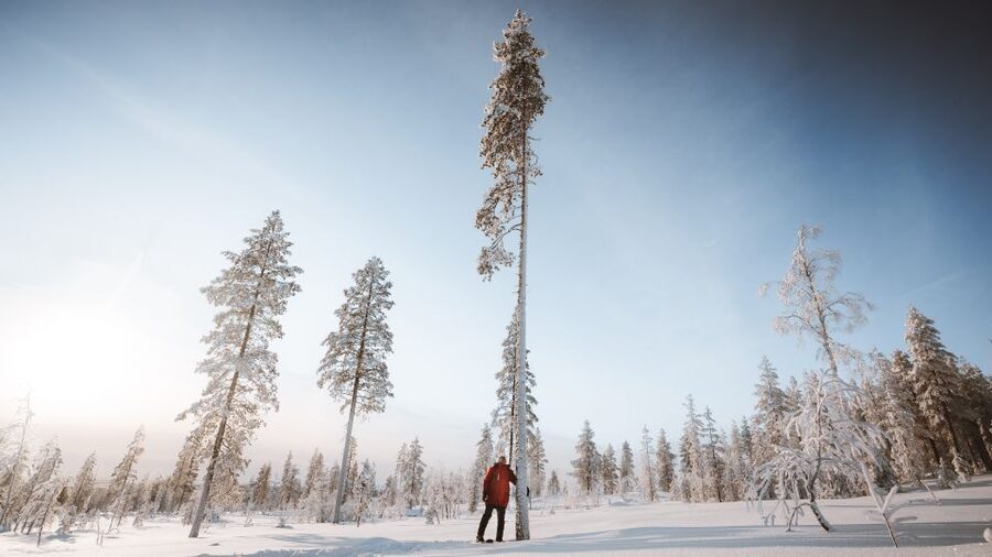 Rovaniemi: Lapland Ski Trekking Safari - A Finnish campfire break with hot food