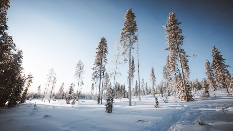 Rovaniemi: Lapland Ski Trekking Safari - The value of $128 per person