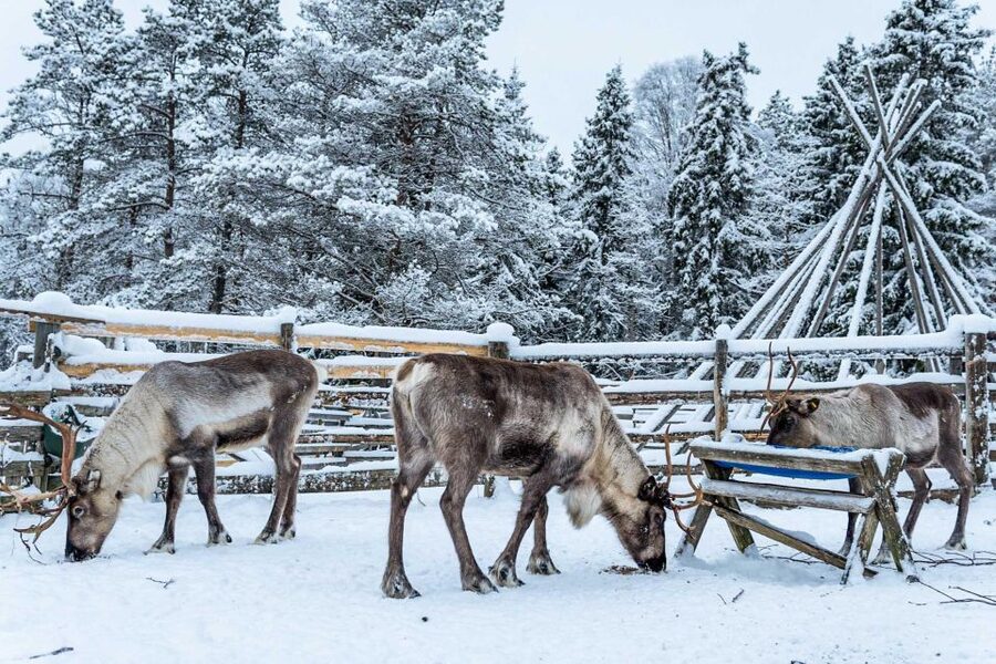 Rovaniemi: Local Reindeer Farm Visit with Sleigh Ride - Key points at a glance