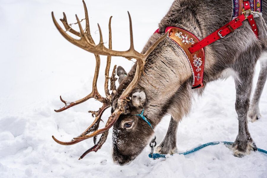 Rovaniemi: Local Reindeer Farm Visit with Sleigh Ride - A real farm visit, not a rushed Arctic Circle photo stop